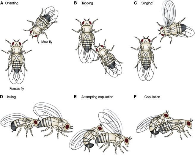 drosophila ethogram