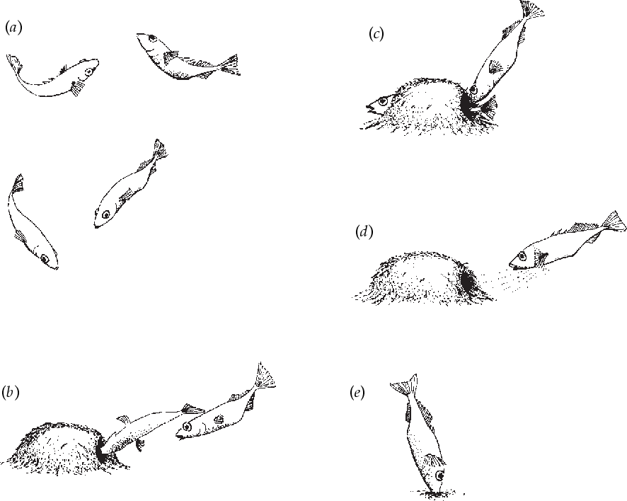 stickleback ethogram